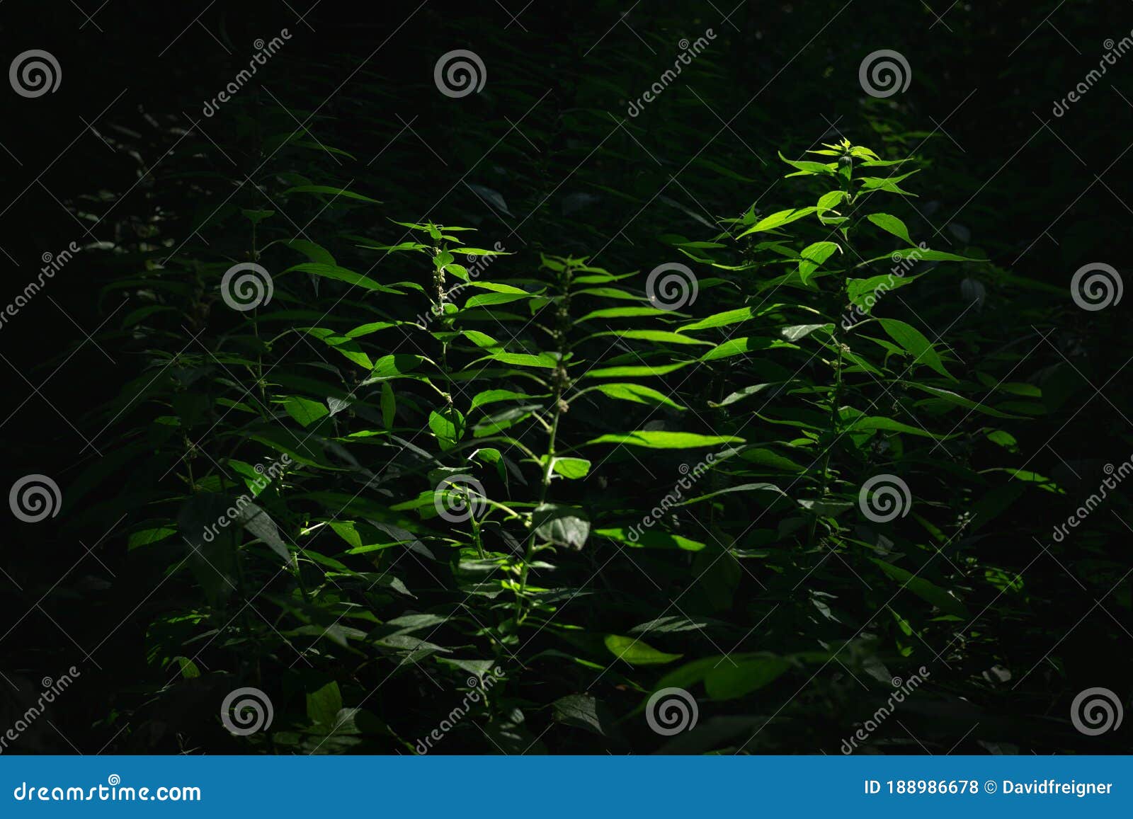 Fresh Green Plants in a Forest Glade. Environmental System, Ecosystem ...