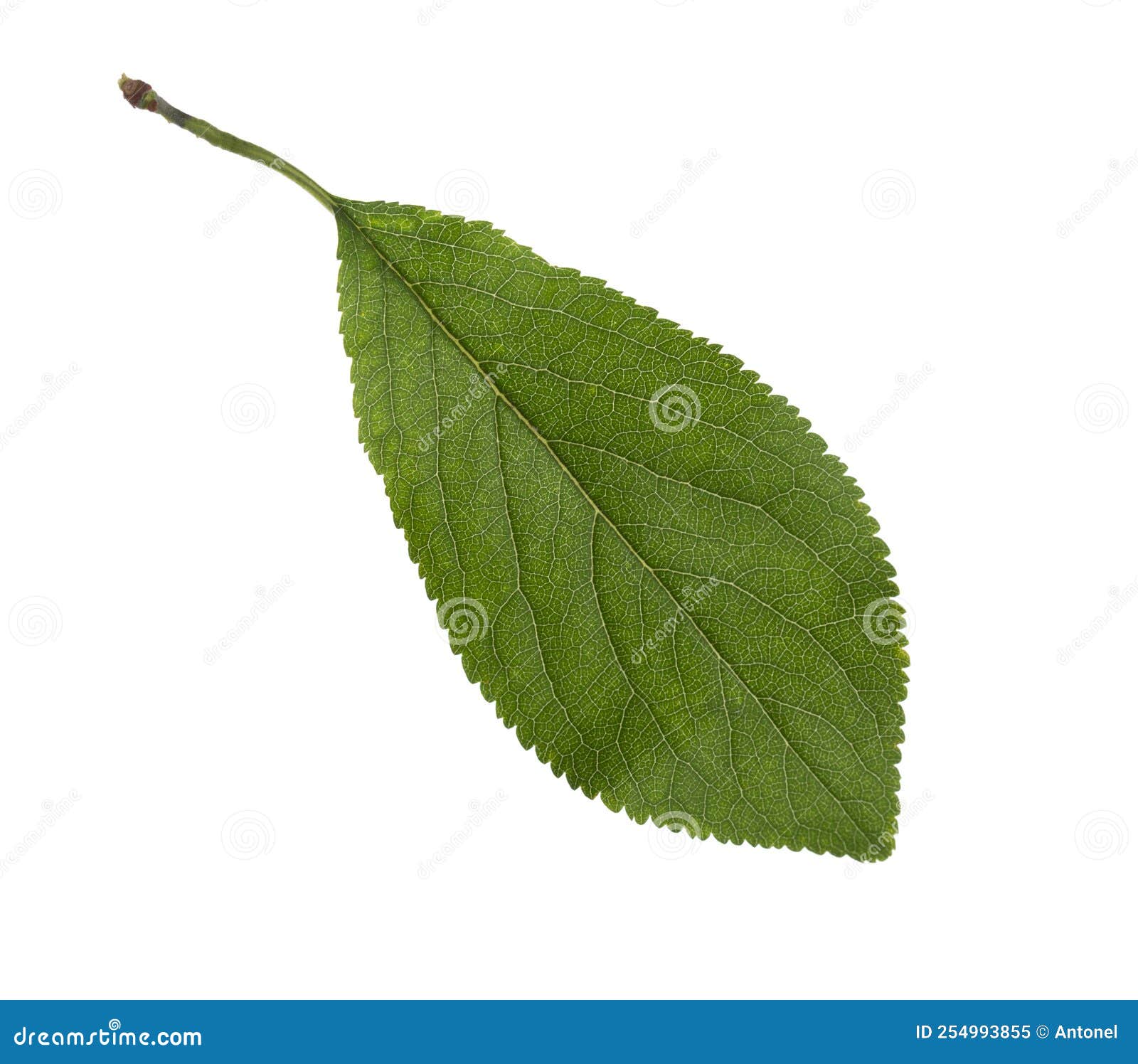 Fresh Green Plum Leaf Isolated on White Background Stock Image Image