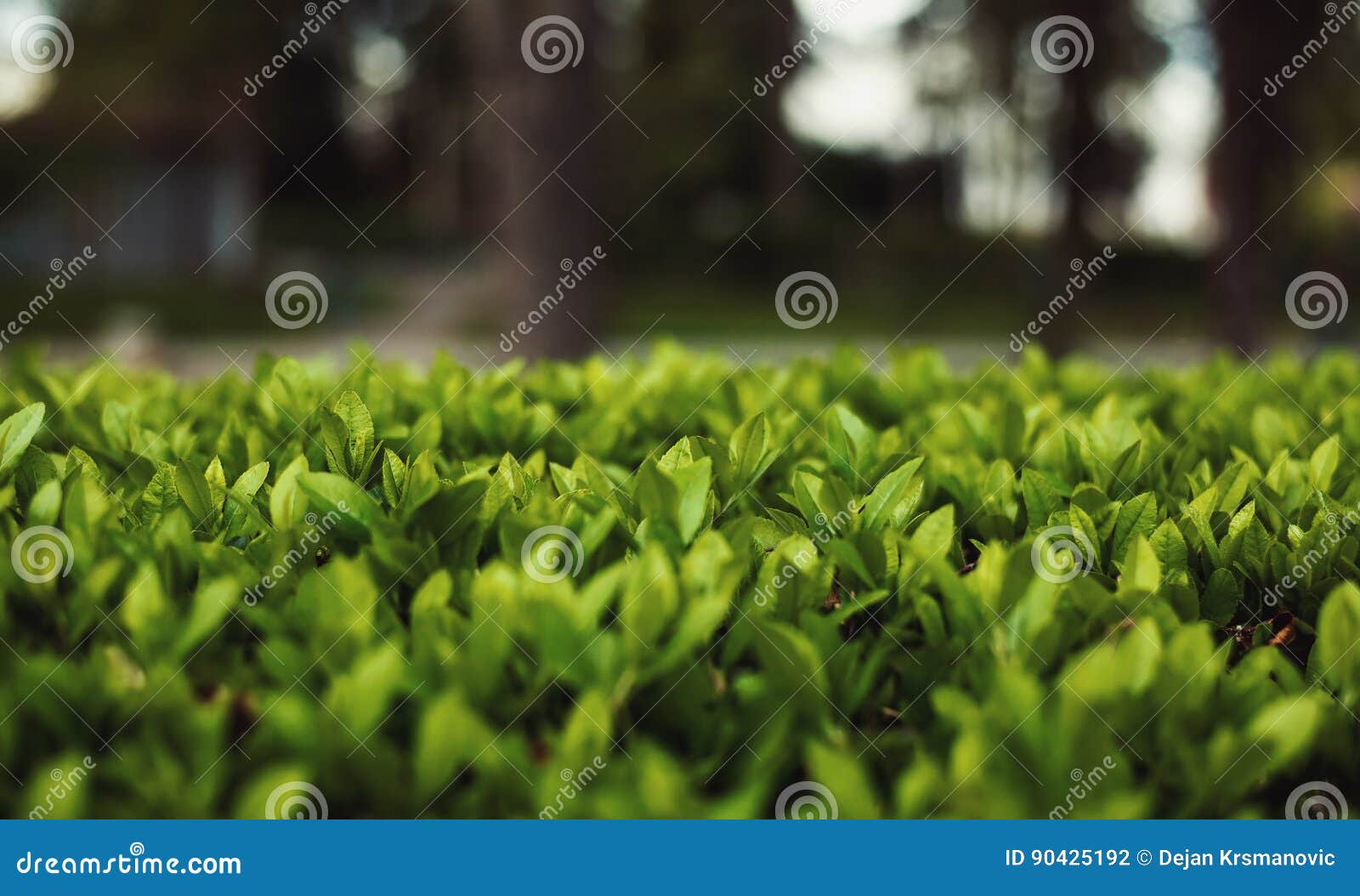 fresh green quickset