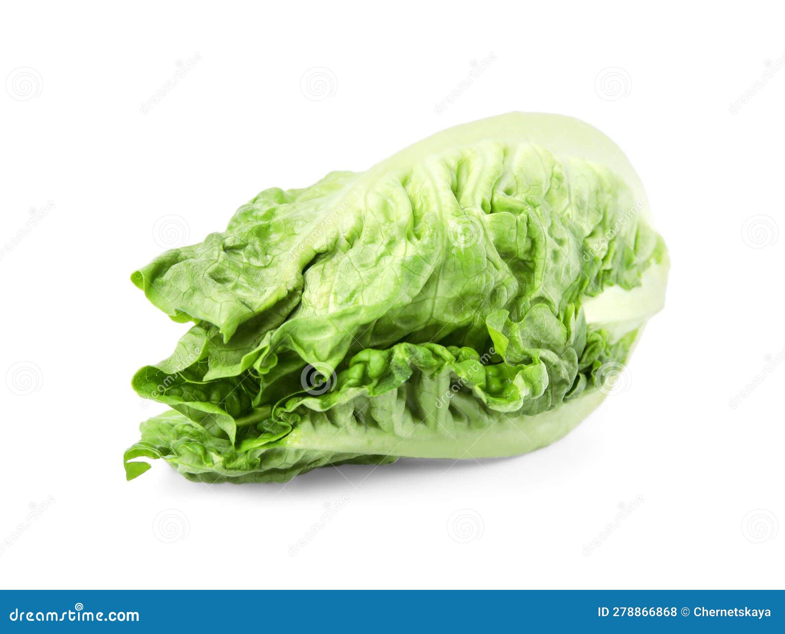Fresh Green Romaine Lettuce Isolated on White Stock Photo Image of