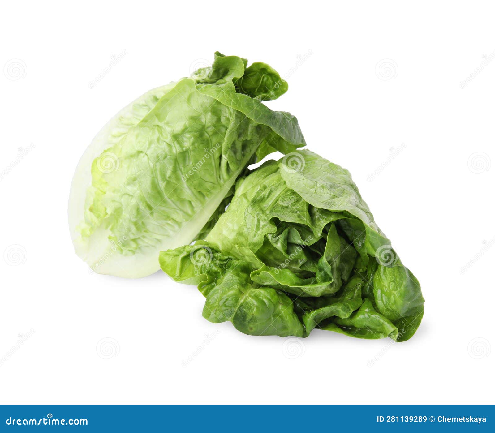 Fresh Green Romaine Lettuces Isolated on White Stock Image Image of