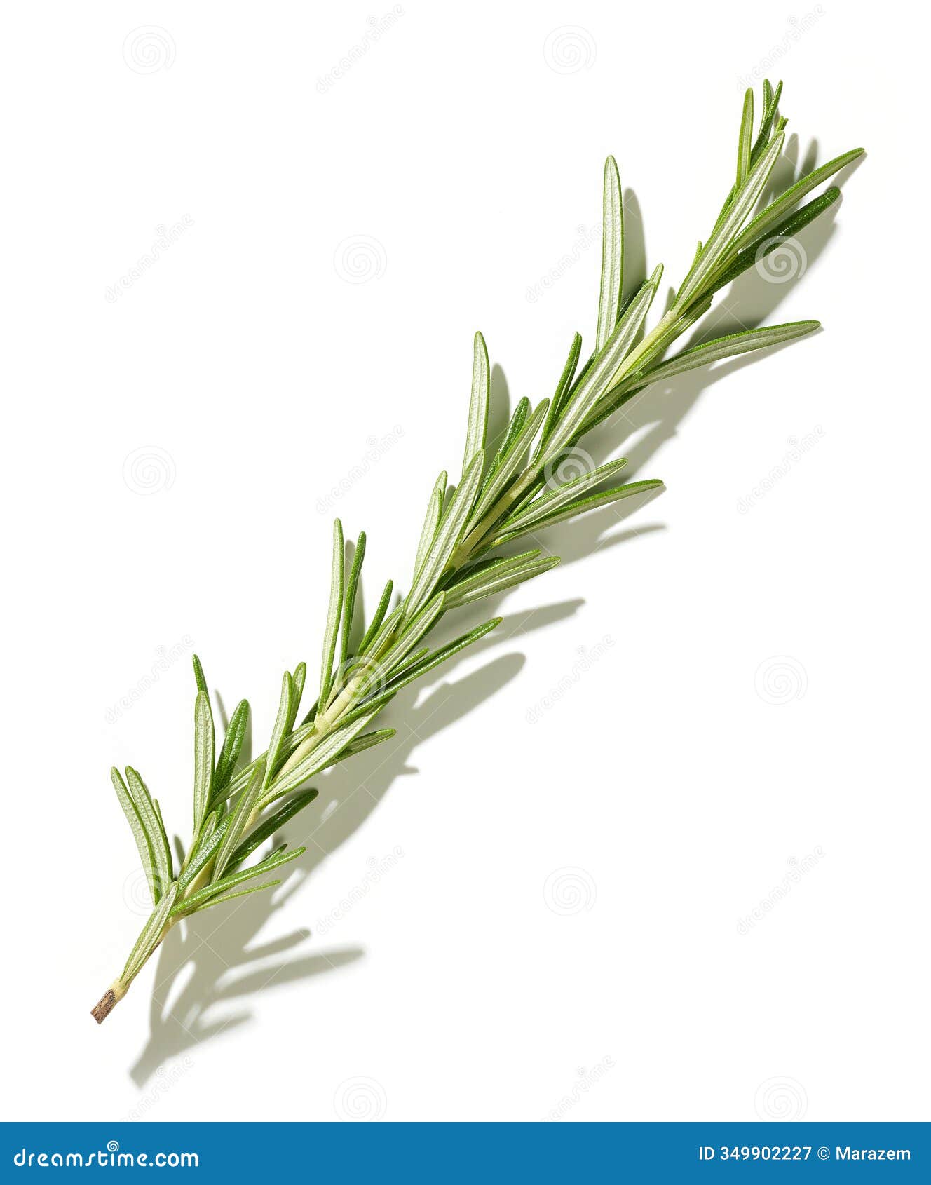 fresh green rosemary