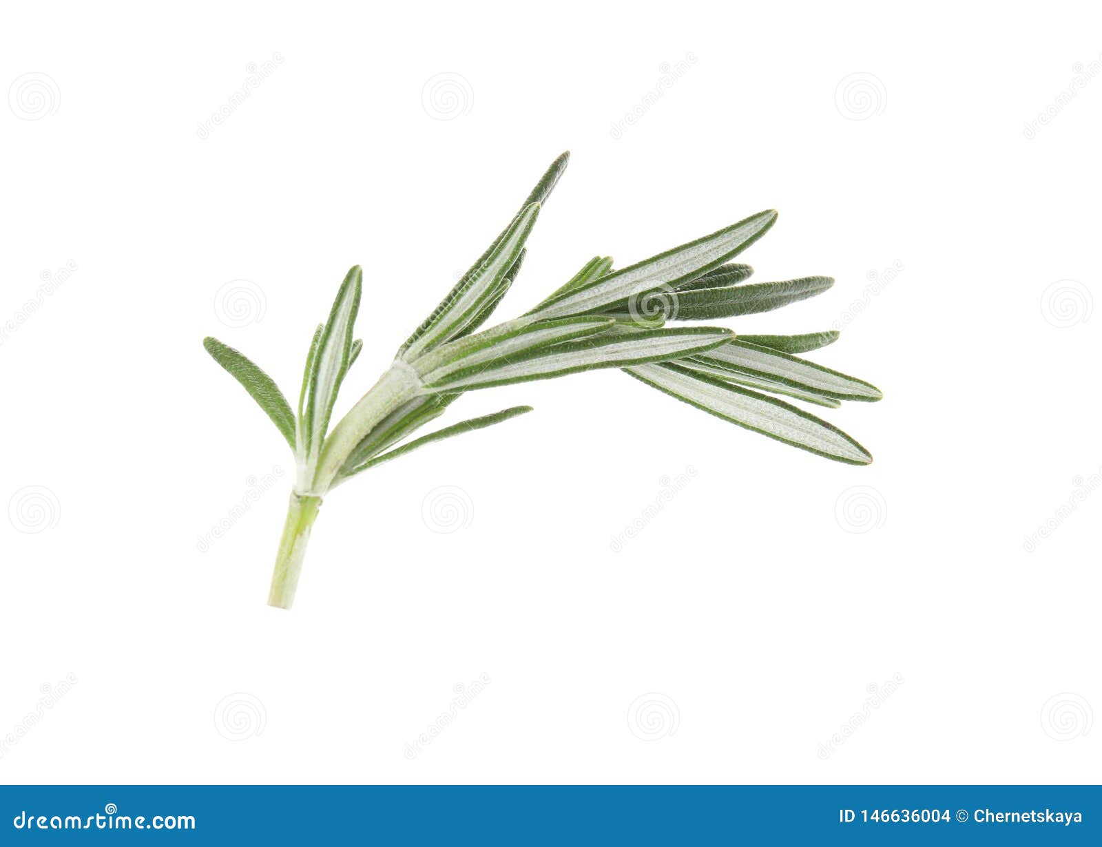 Fresh Green Rosemary Leaves on White Stock Photo Image of background