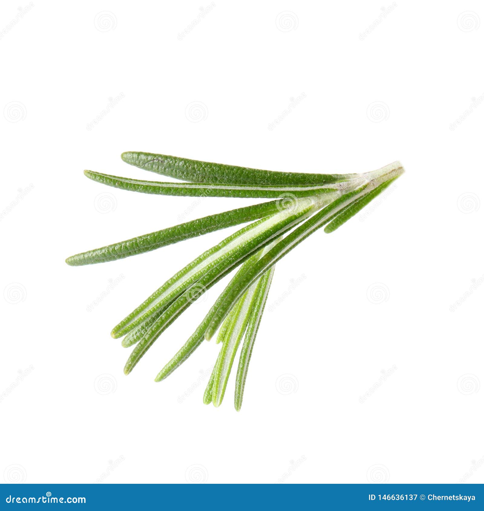 Fresh Green Rosemary Leaves on White Stock Image Image of ingredient