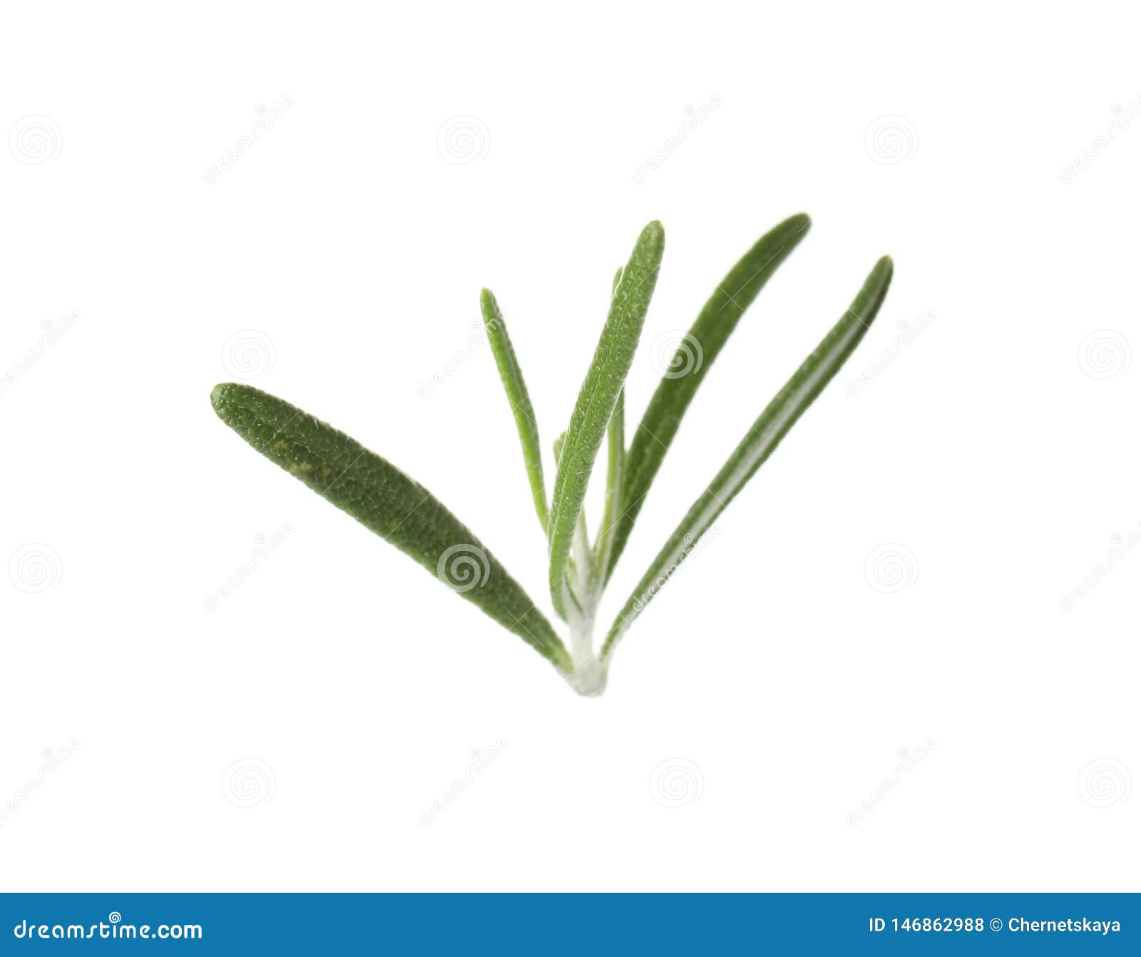 Fresh Green Rosemary Leaves on White Stock Photo Image of green