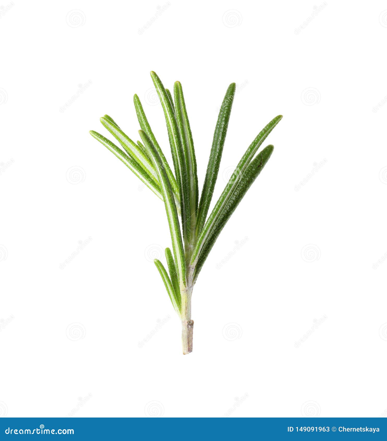 Fresh Green Rosemary Leaves on White Stock Image Image of ingredient