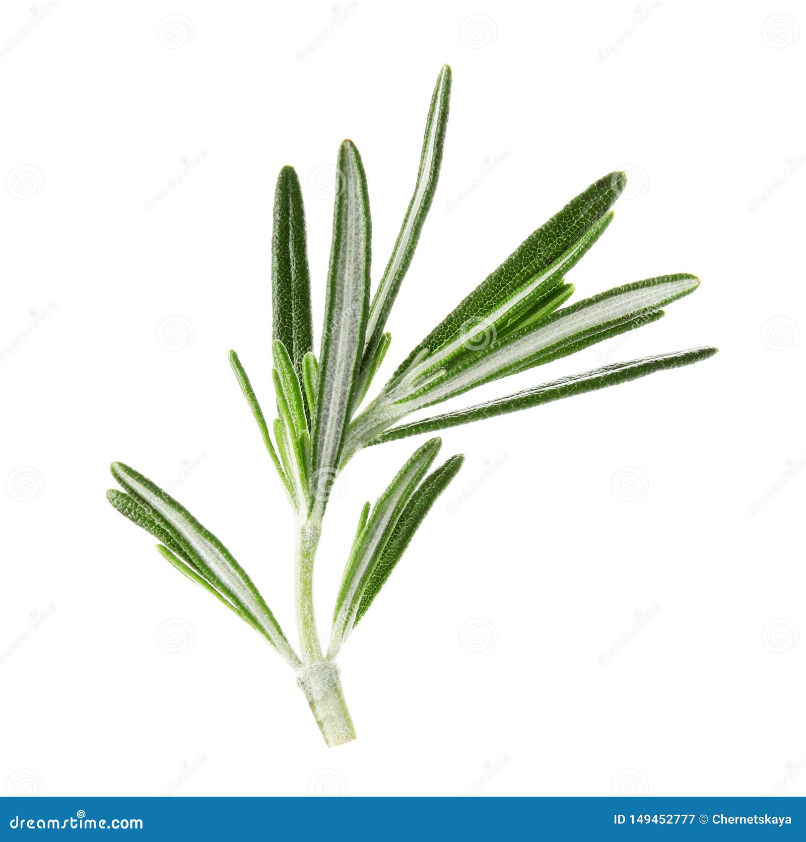 Fresh Green Rosemary Leaves on White Stock Image Image of condiment