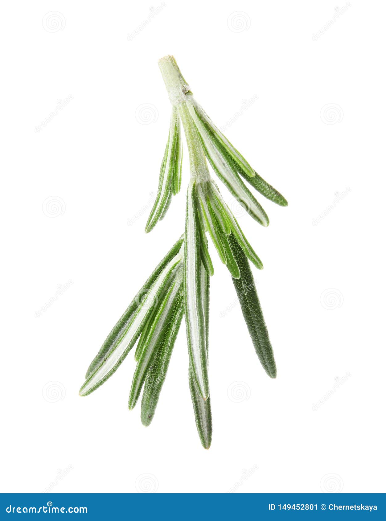 Fresh Green Rosemary Leaves on White Stock Image Image of traditional