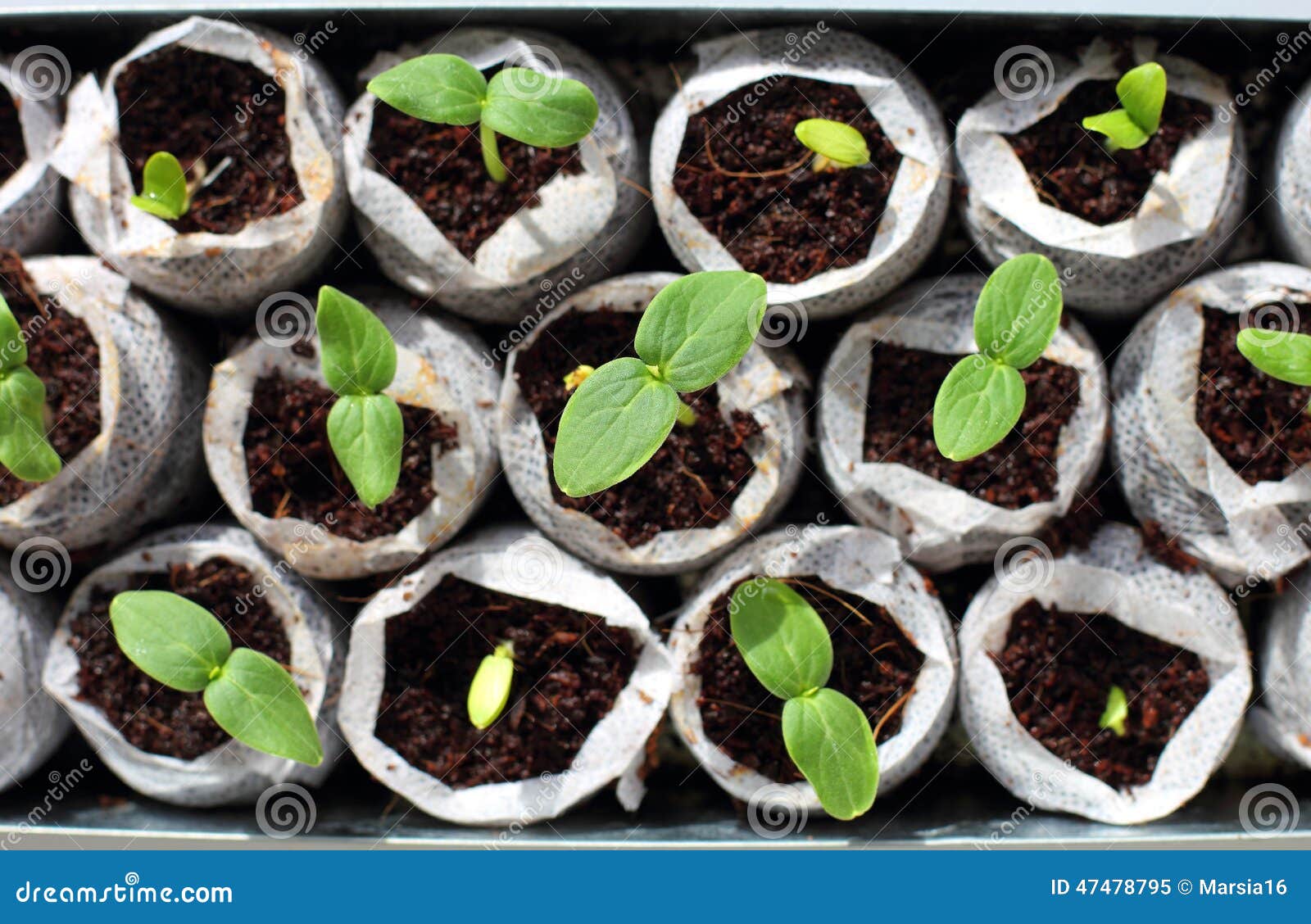 fresh green seedlings