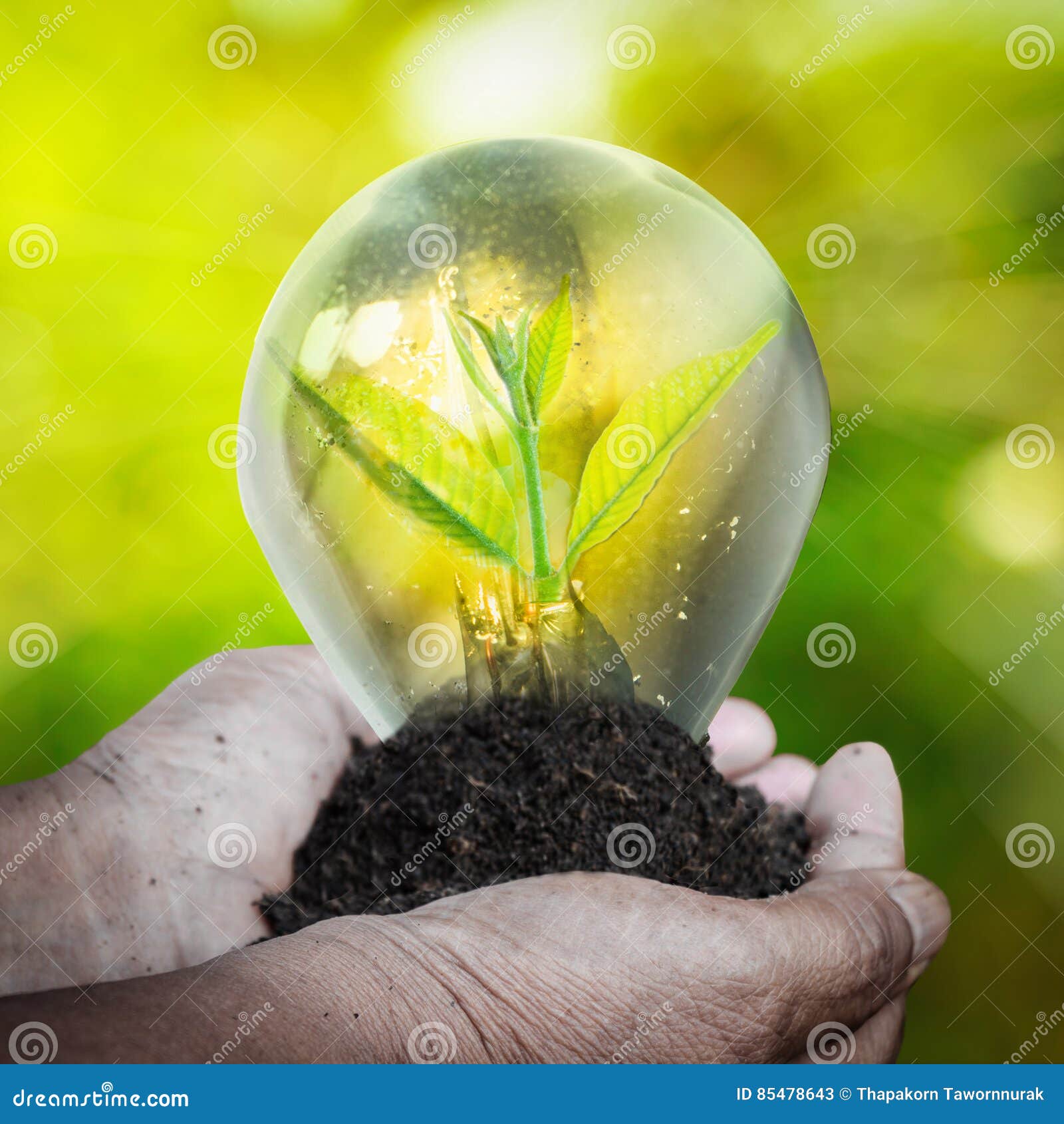 Fresh Green Small Plant in Light Bulb Stock Image Image of ecology