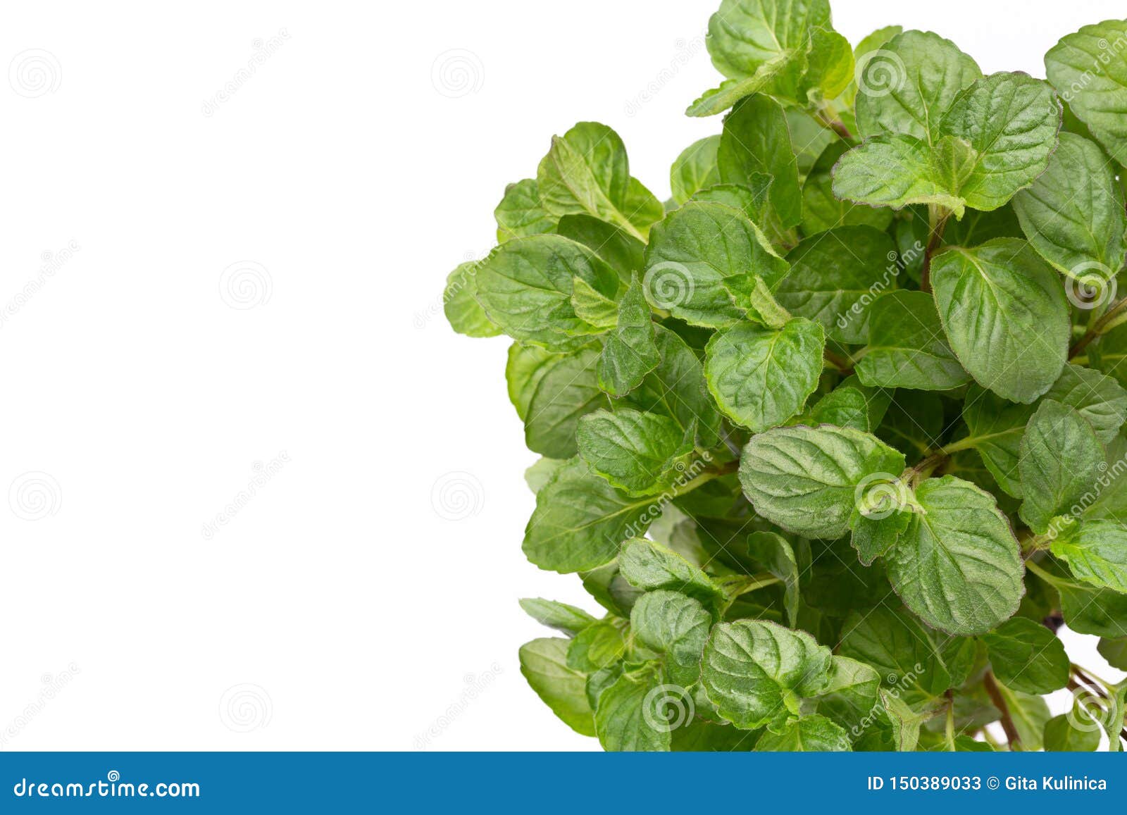 Fresh Green Spices Isolated on White Background, Top View Stock Image ...