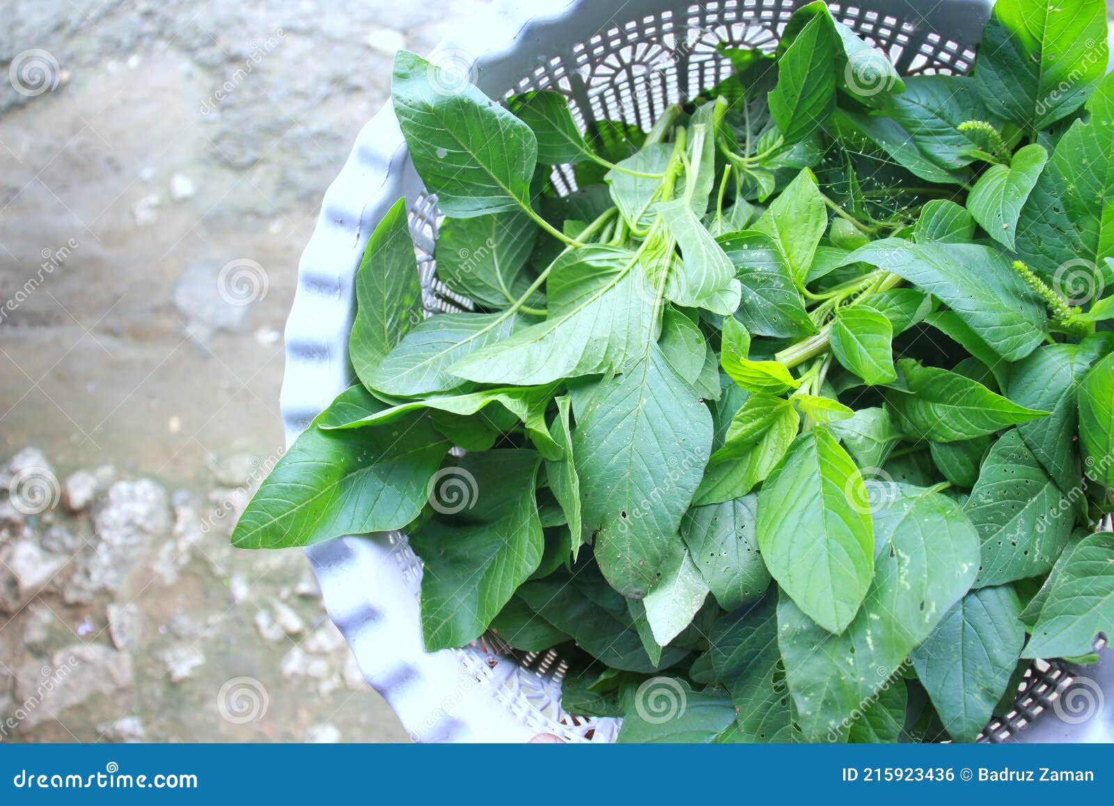 Fresh Green Spinach stock photo. Image of growing, crop 215923436