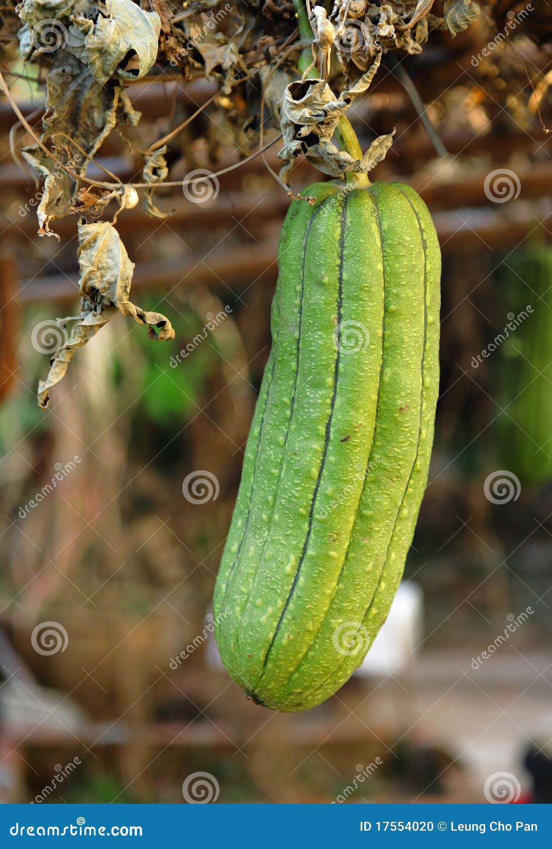 Fresh green sponge gourd stock photo. Image of crop, farm 17554020