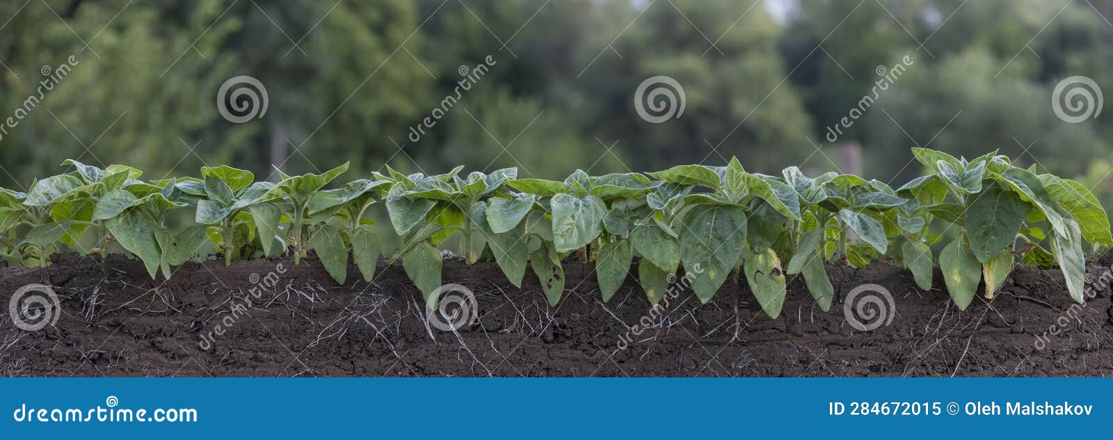 Fresh Green Sunflower Plants with Roots Stock Image Image of country