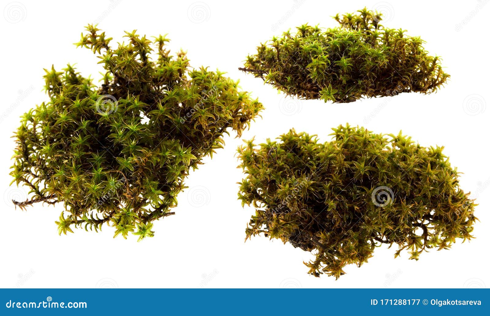 Fresh Green Swamp Moss Set Isolated on White Background Stock Image ...