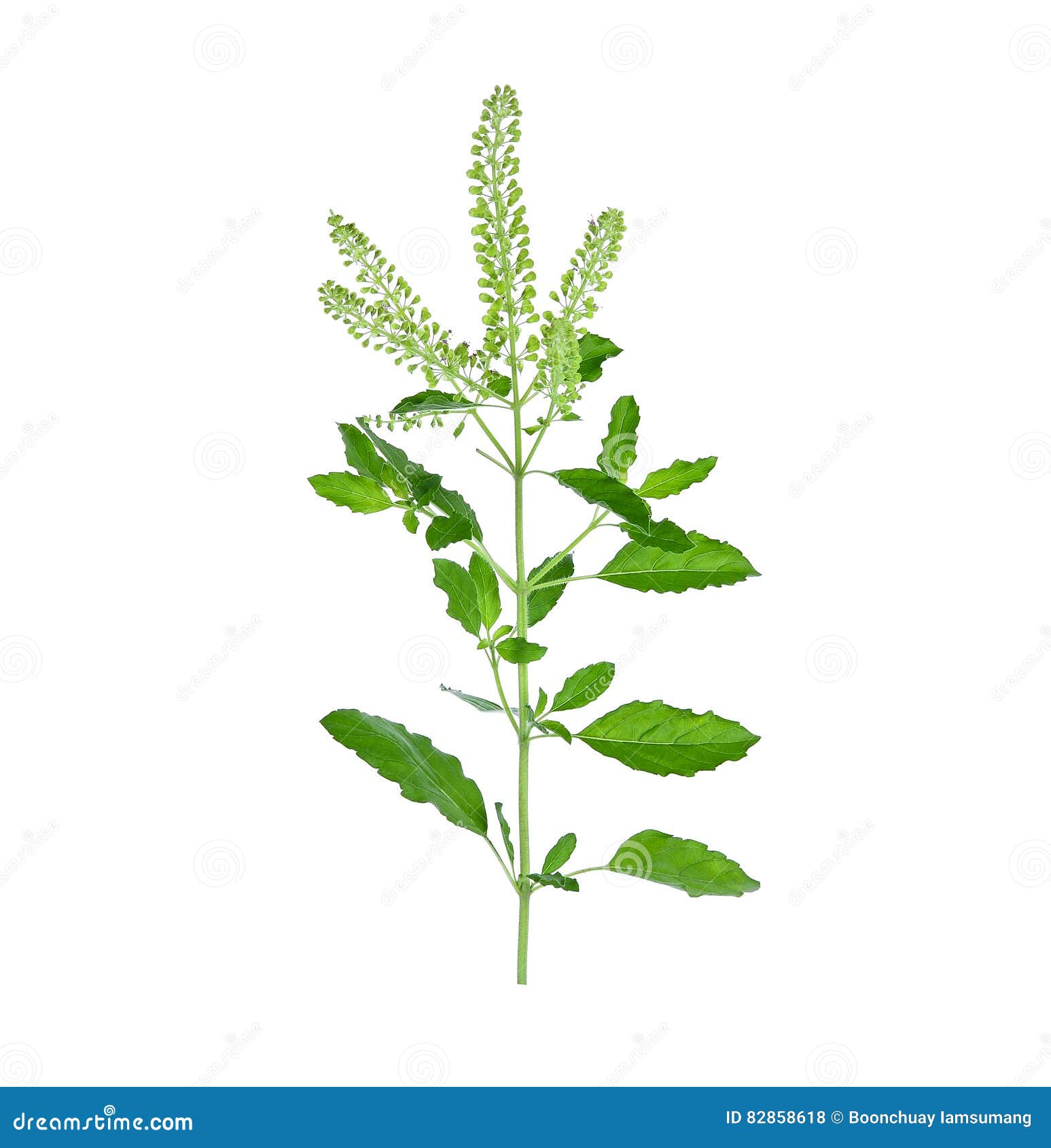 Fresh Green Sweet Basil Flower Isolated on a White Background Stock