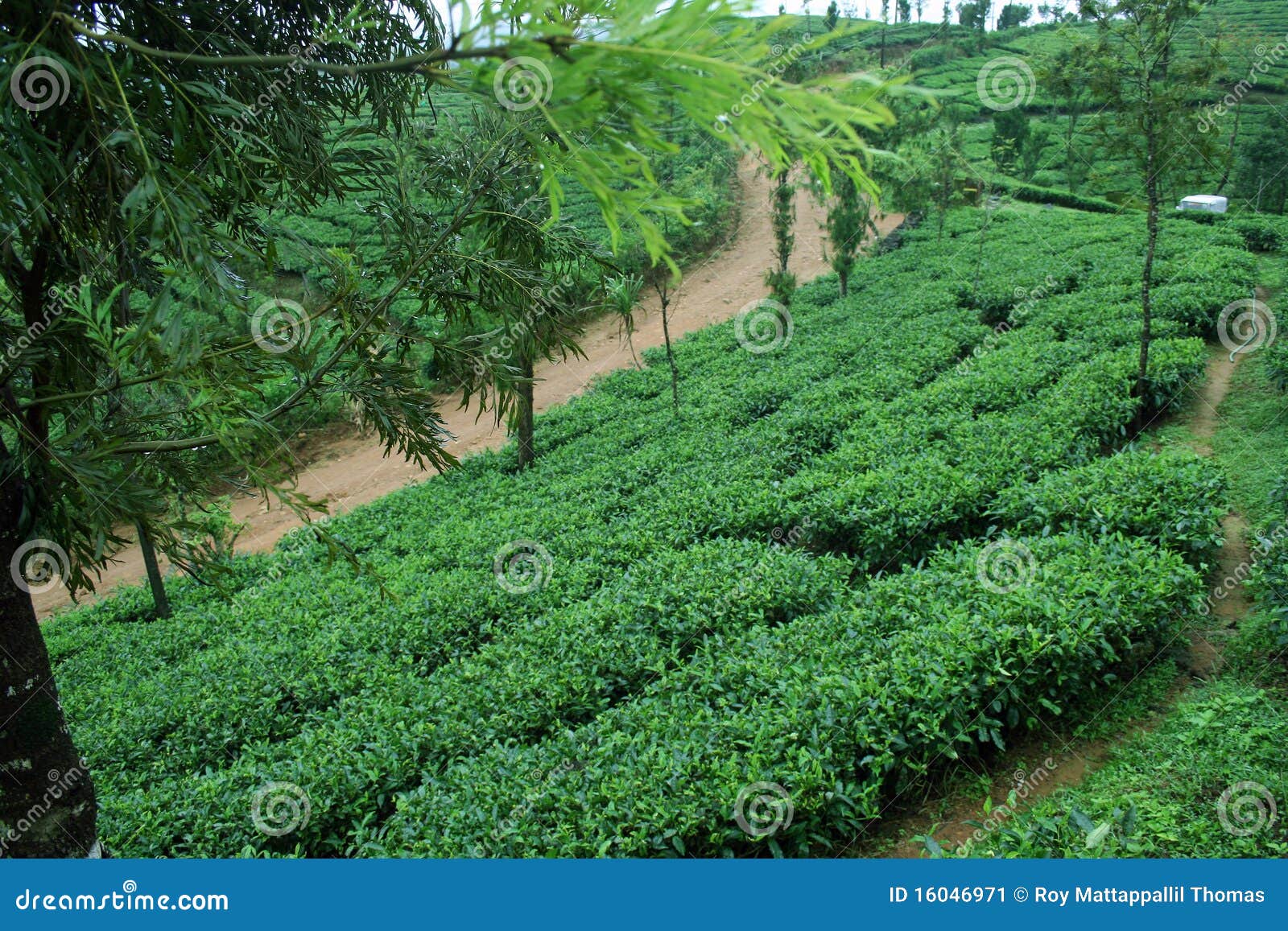 Fresh Green Tea stock image. Image of season, garden 16046971