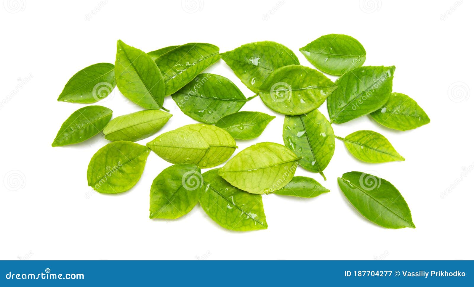 Fresh green tea leaves, stock image. Image of leaves 187704277