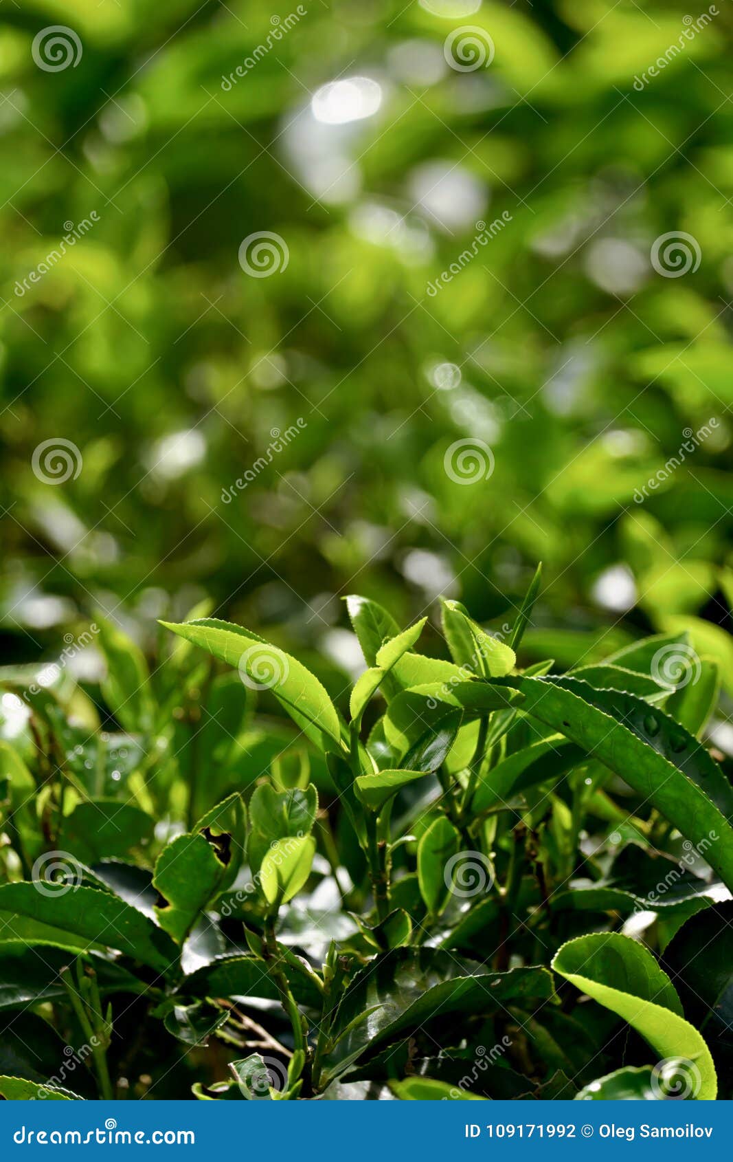 Green Tea Leaves on a Tea Plantation Stock Photo Image of field