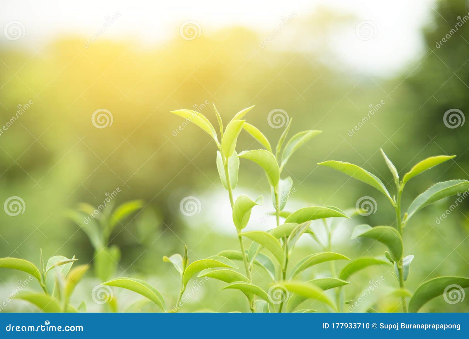 Fresh Green Tea Leaves. Green Tea Plantations in Morning Sunrise Stock  Photo - Image of herb, health: 177933710