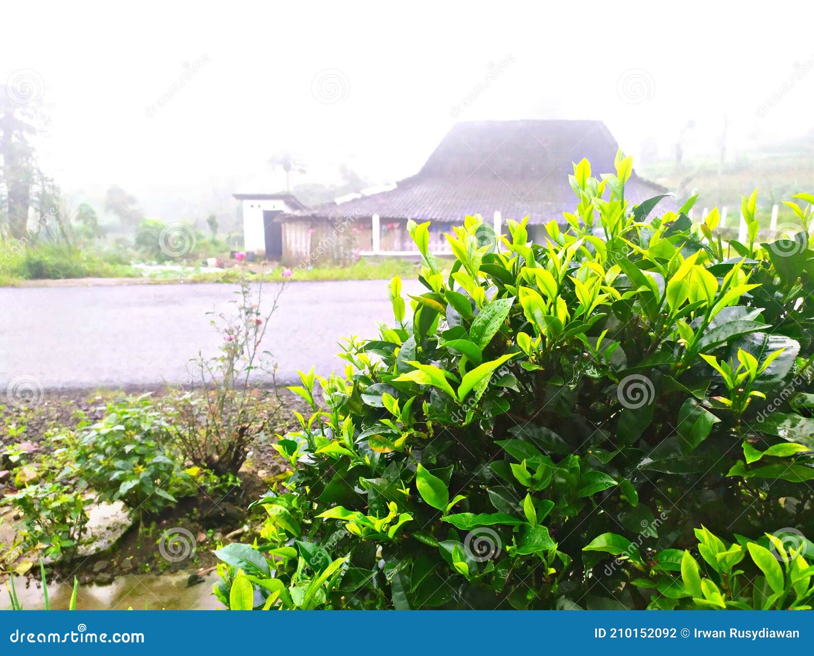 Fresh Green Tea Leaves that are Still Covered with Dew in the Garden