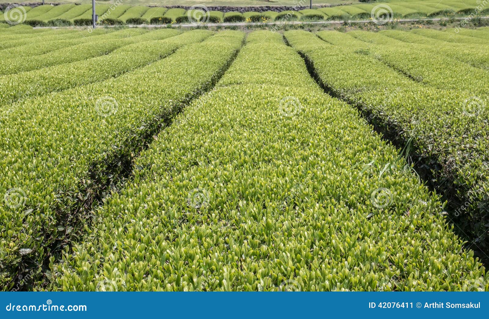 Fresh green tea plantation stock image. Image of countryside 42076411