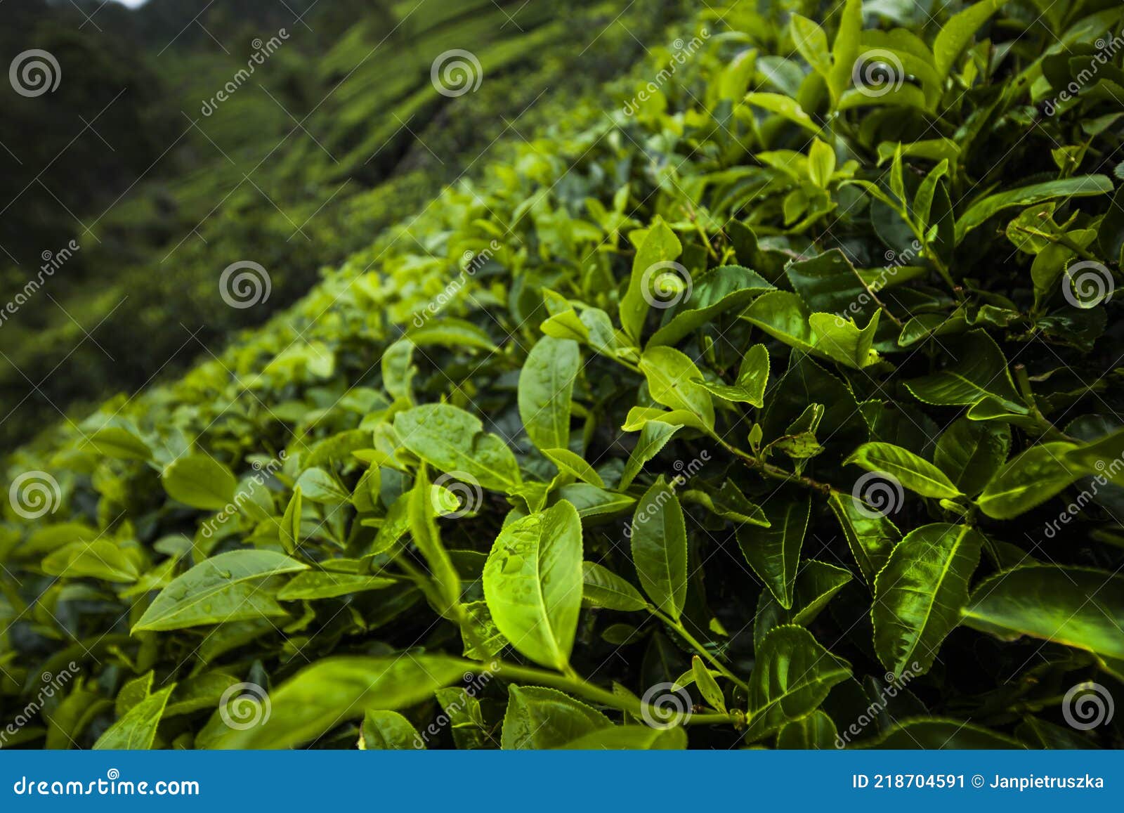 Fresh Green Tea Plantation at Sri Lanka Stock Image Image of hill, field 218704591