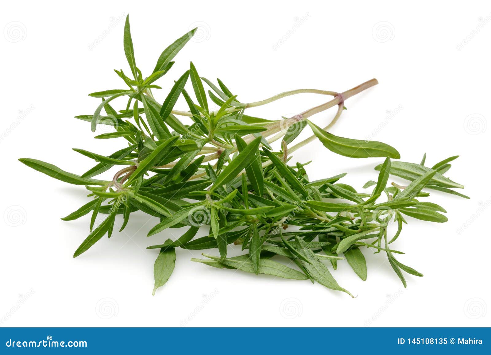 Fresh Green Thyme Isolated on White Stock Image Image of botany