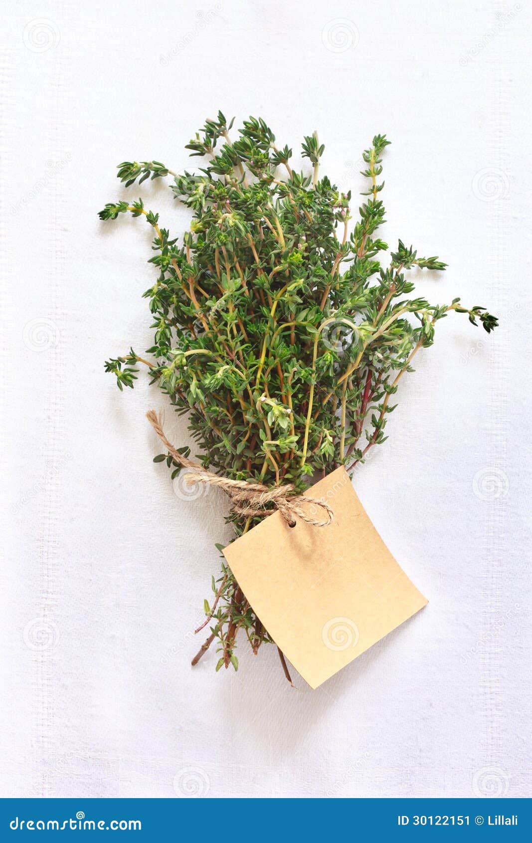 Thyme. stock image. Image of gardening, herb, leaves 30122151