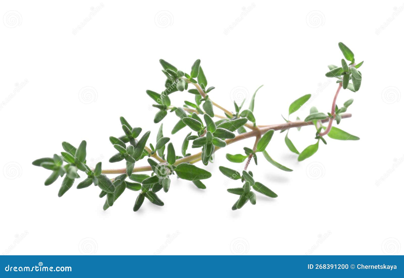 Fresh Green Thyme Sprig Isolated on White Stock Photo Image of