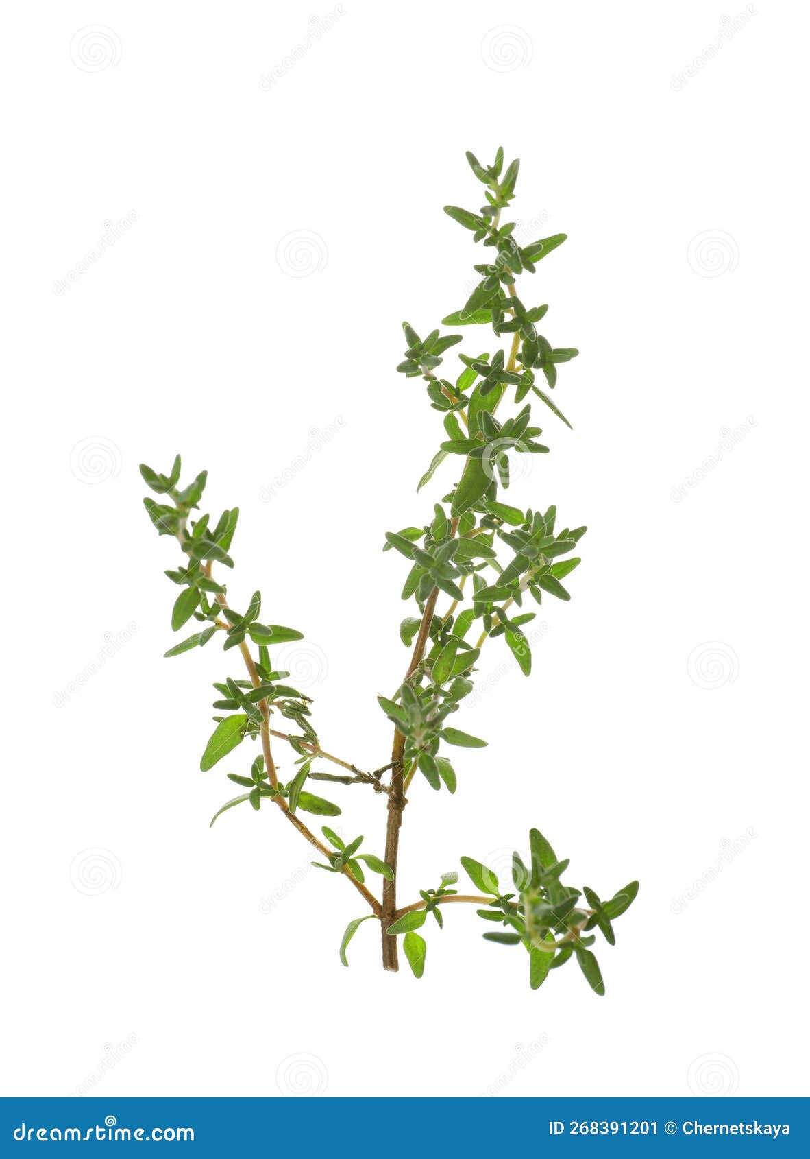 Fresh Green Thyme Sprig Isolated on White Stock Image Image of green, plant 268391201