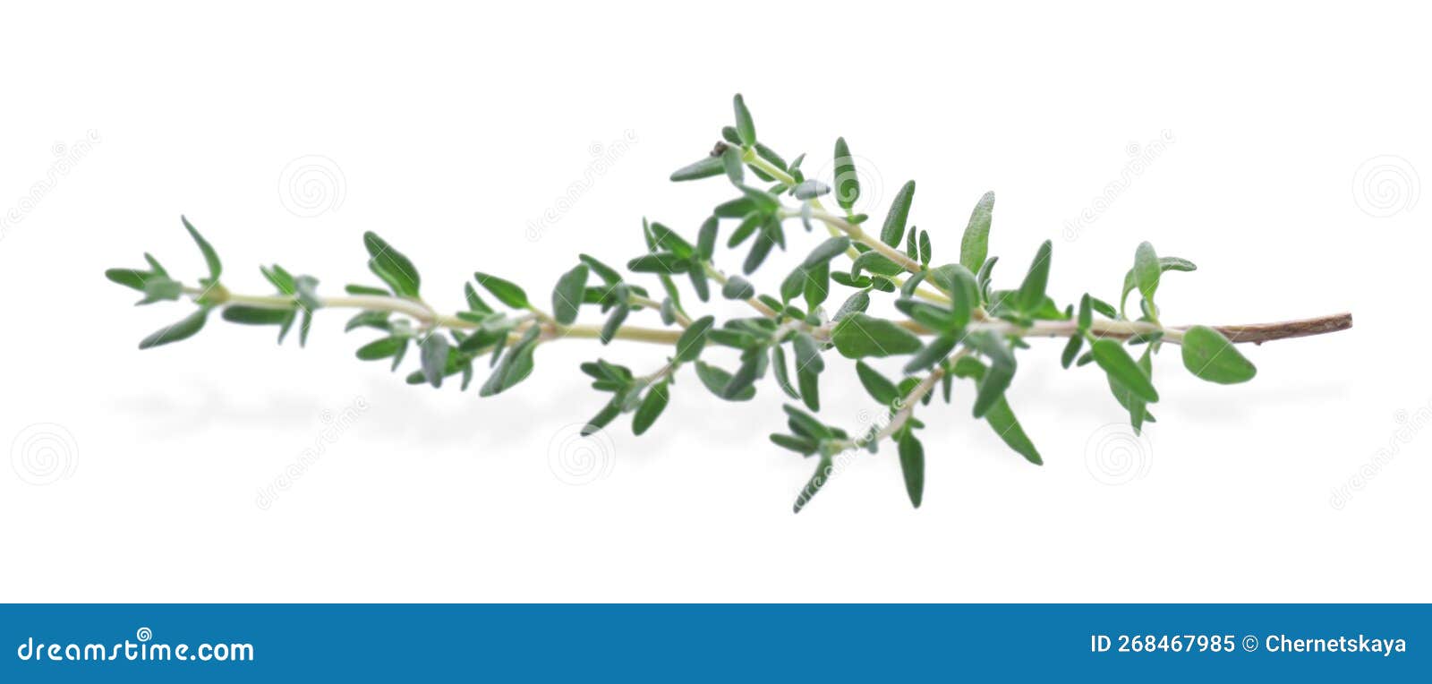 Fresh Green Thyme Sprig Isolated on White Stock Image Image of herbal