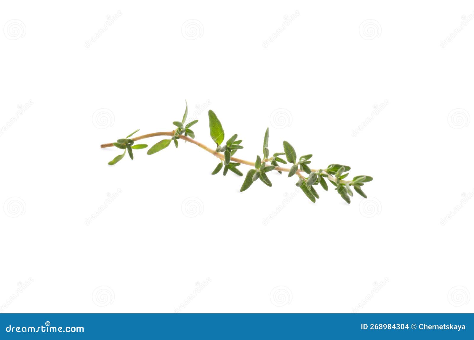 Fresh Green Thyme Sprig Isolated on White Stock Photo Image of green