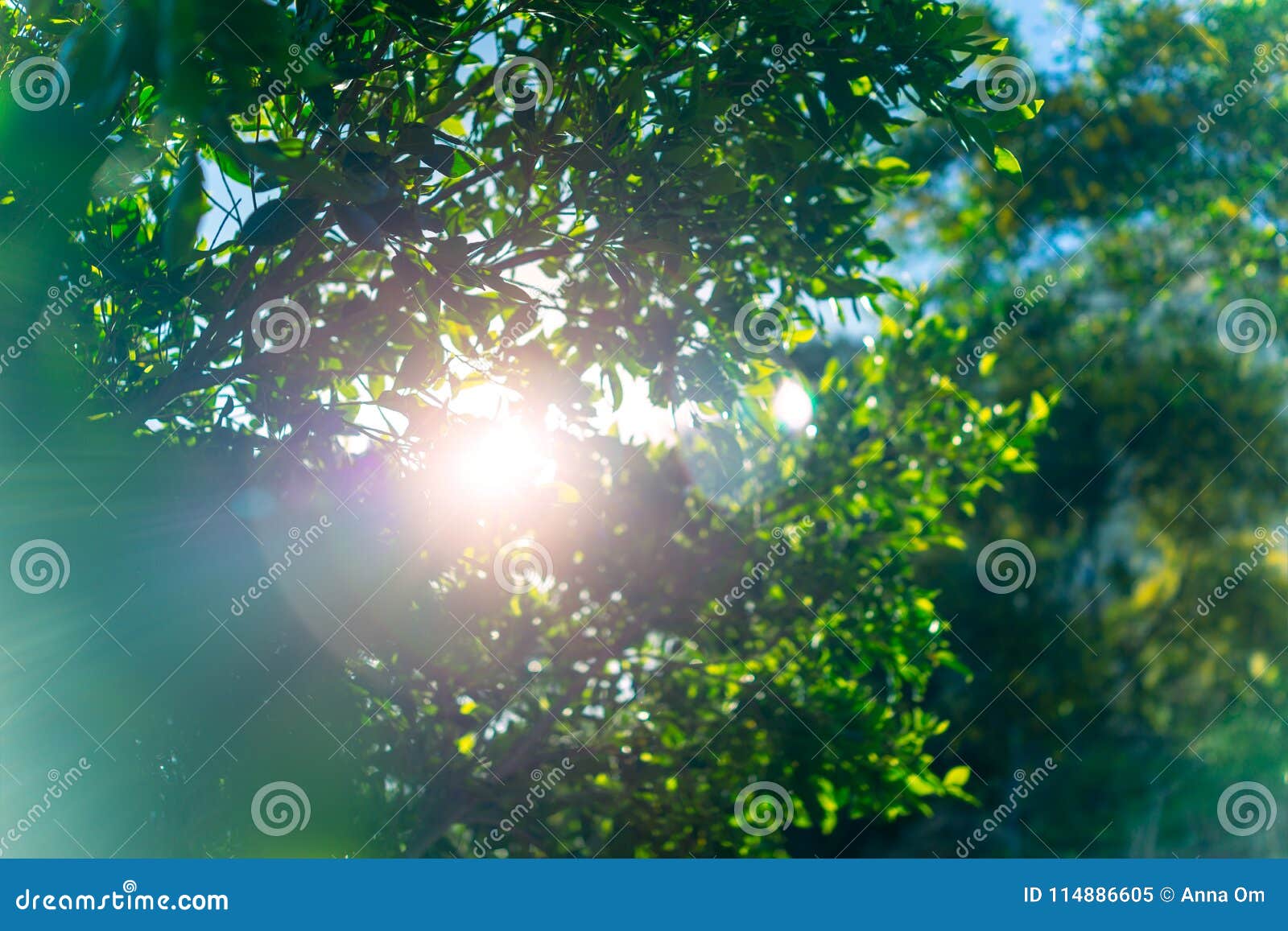 Fresh green tree foliage stock image. Image of garden - 114886605