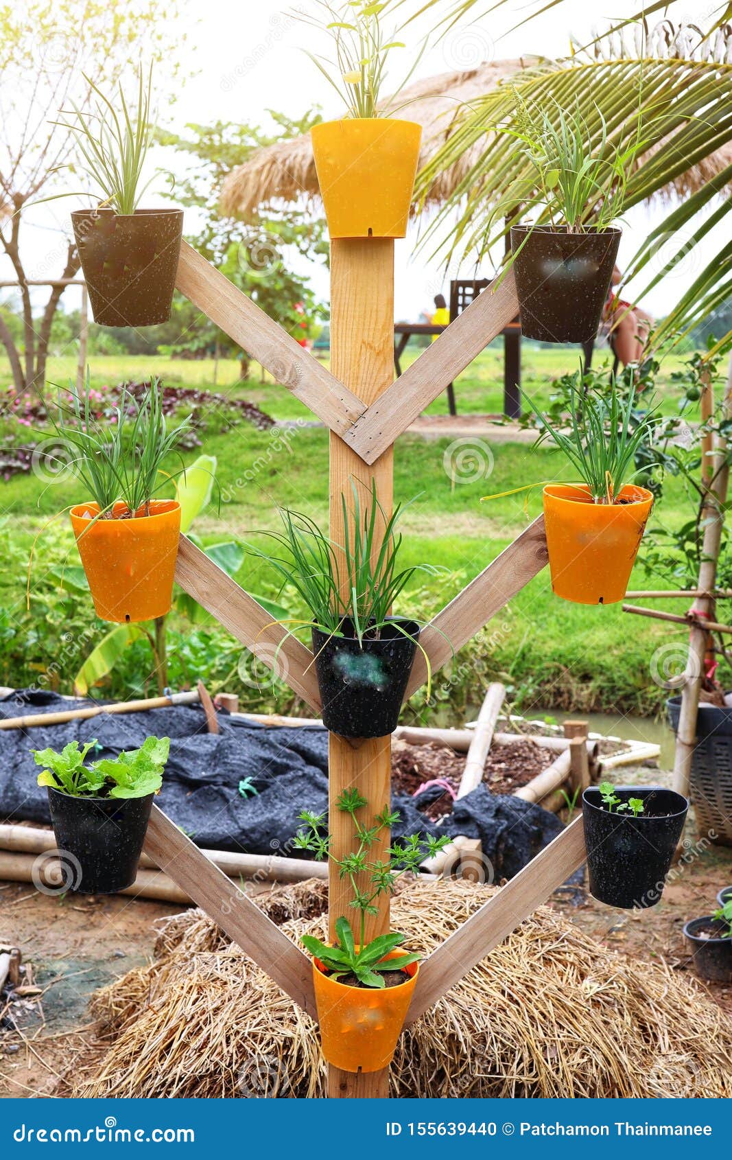 Fresh Green Vegetables Vegetable Plot In Agricultural Pots In The