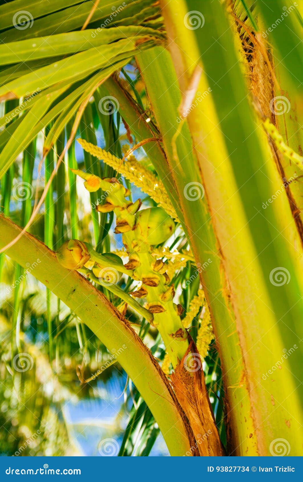 Fresh Green Young Coconut Fruit, on the Coconut Tree. Flowering Coconut Tree. Stock Photo