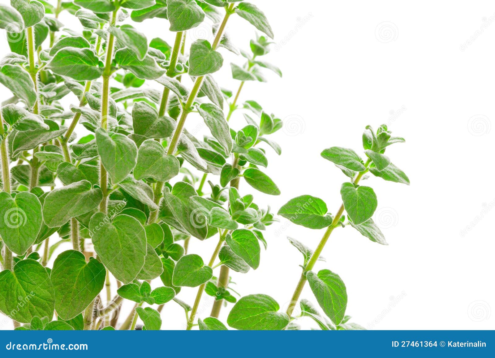 Fresh green zaatar (zatar, zatr). Fresh green zaatar (zatar, zatr, zattr, zahatar, zaktarr) isolated on white background. Used in culinary and medicine.