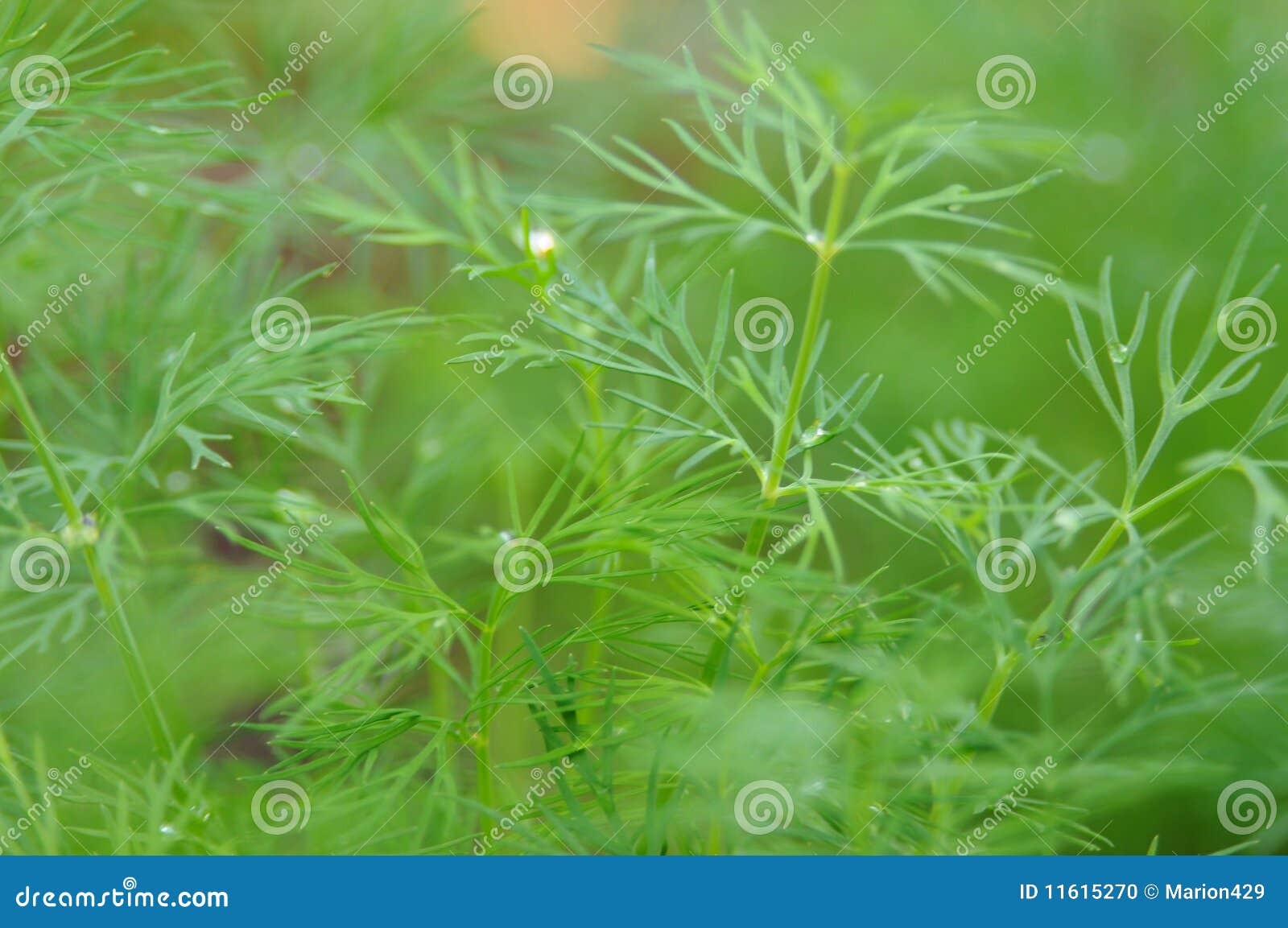 Fresh growing dill weed stock photo. Image of dill, herb 11615270