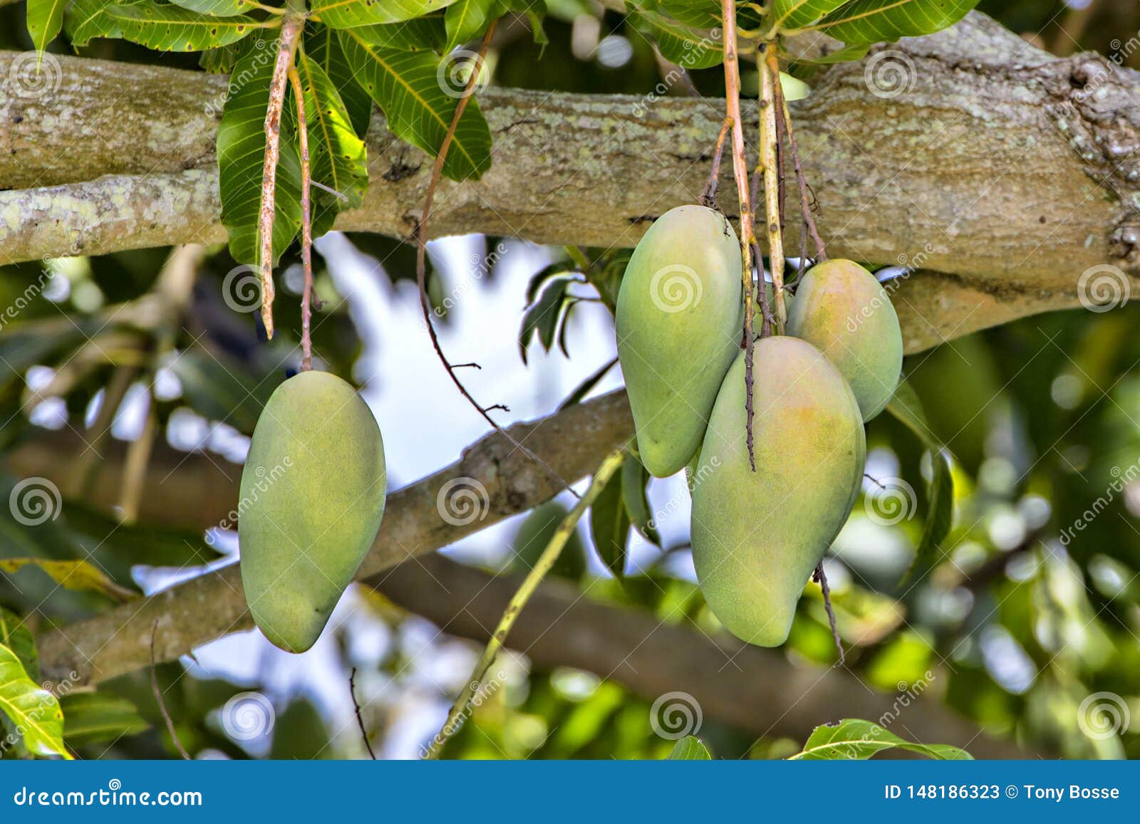 Fresh Growing Mangoes on a Tree Stock Image Image of tropical