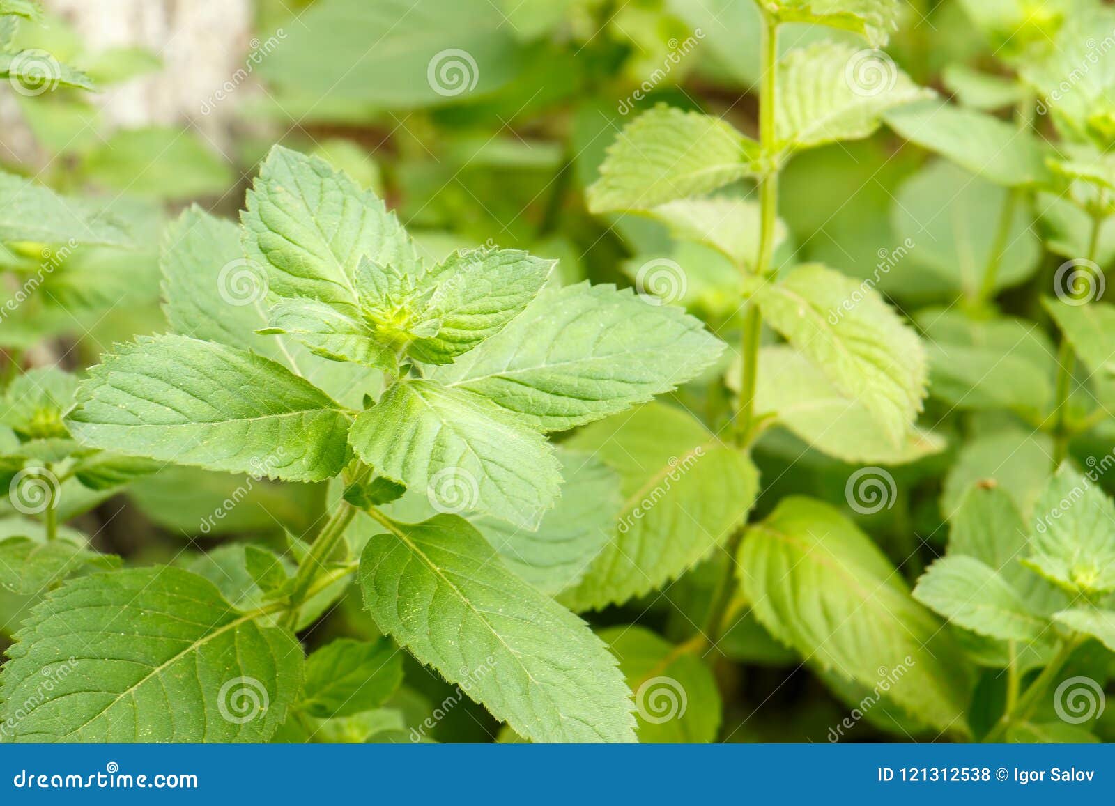Fresh growing mint leaves stock photo. Image of gardening 121312538