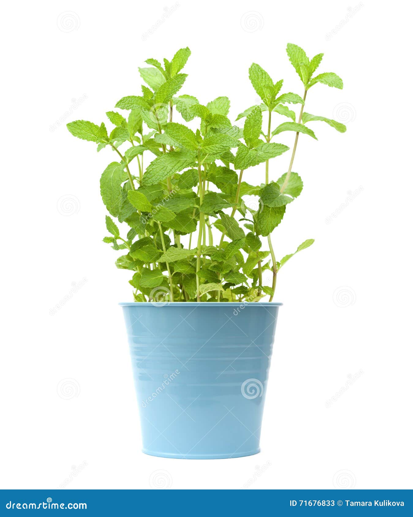 Fresh growing mint plants stock image. Image of nature 71676833