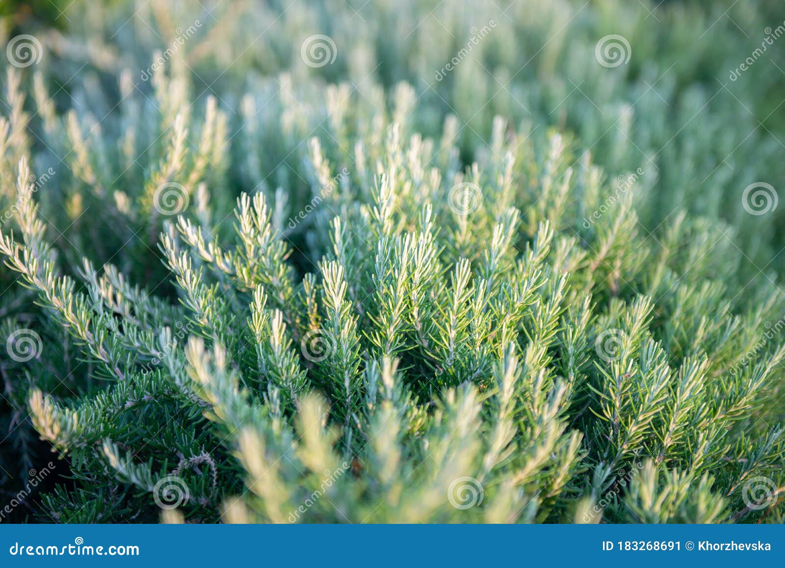 Fresh Growing Rosemary, Flavored Flavoring Stock Image Image of balmy, branch 183268691