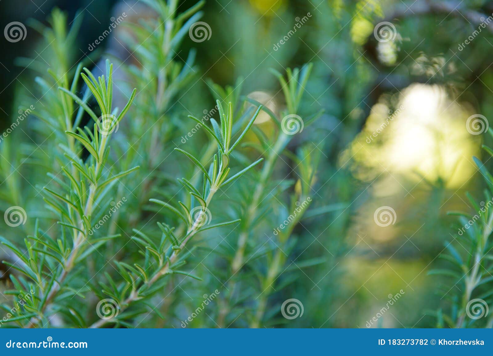 Fresh Growing Rosemary, Flavored Flavoring Stock Photo Image of botanical, cuisine 183273782