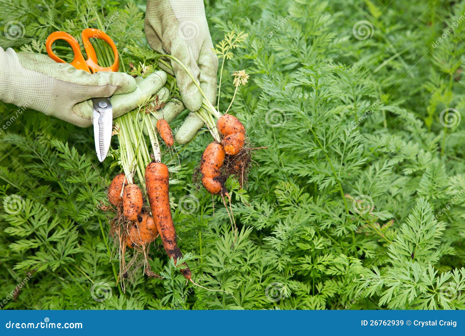 Fresh Grown Organic Carrots Stock Image Image of picked, scissors