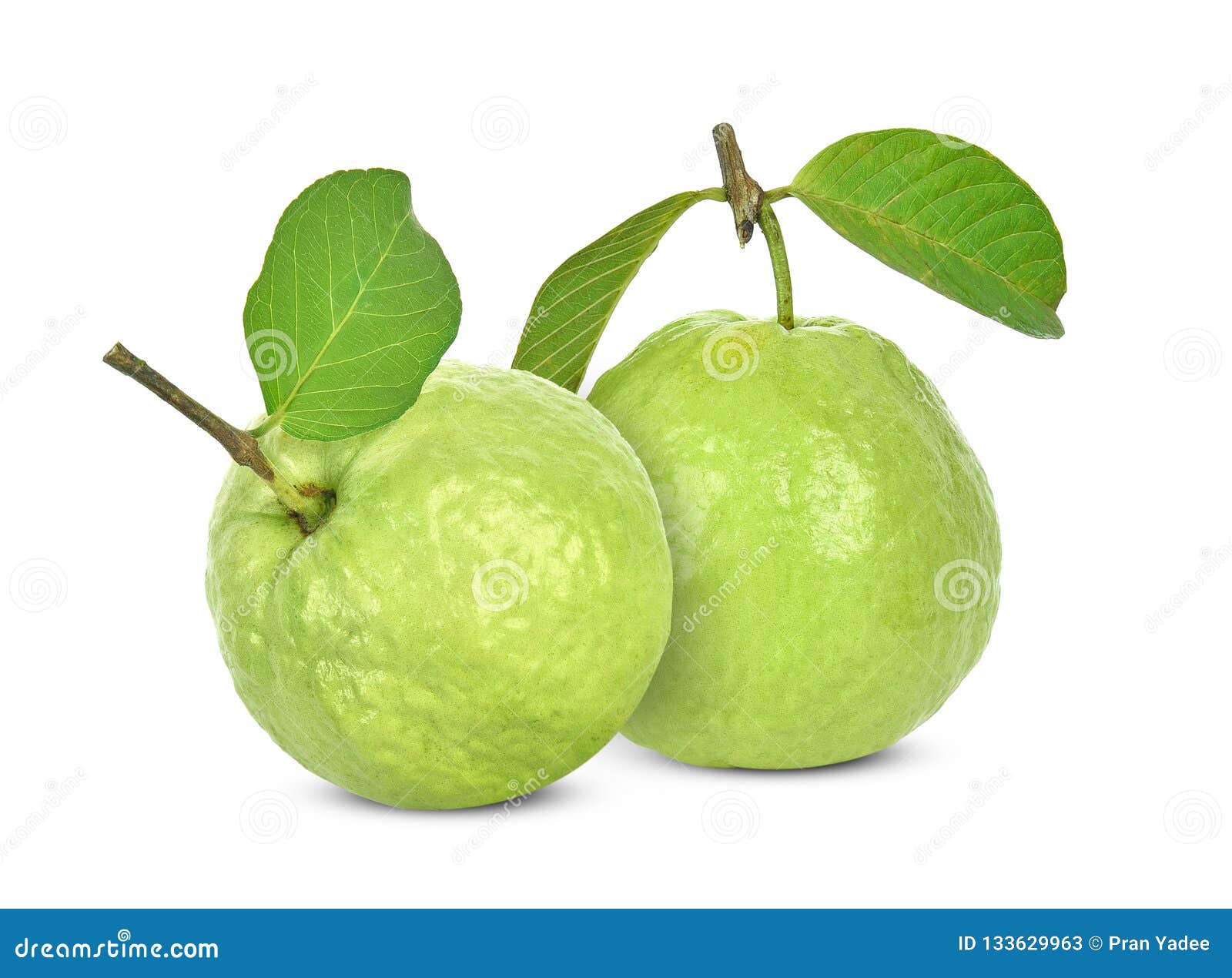Fresh Guava Fruit Isolated on White Background Stock Image Image of