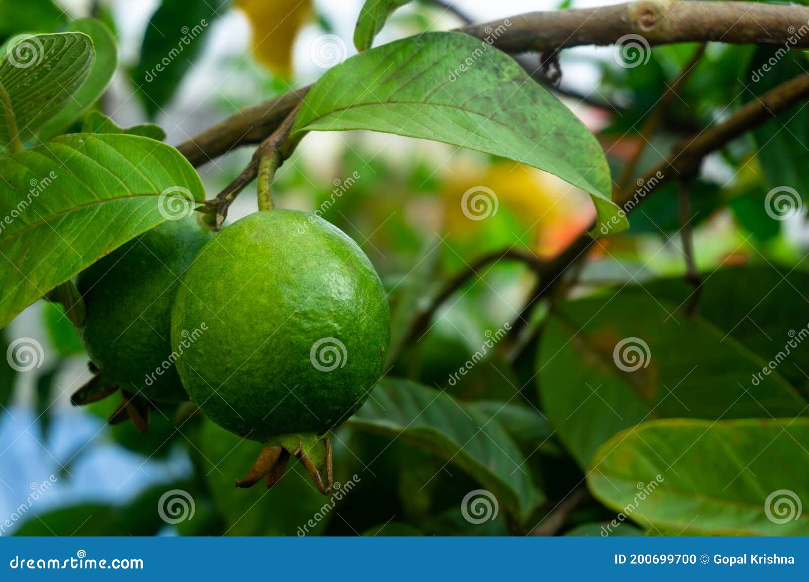 Fresh Guava Fruit in the Tree Stock Photo Image of tropical, garden