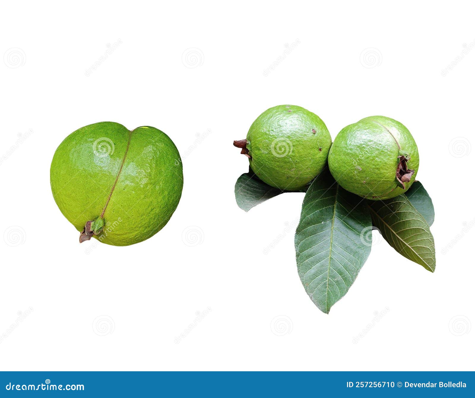 Fresh Guava Fruits Isolated on Plain White Background Stock Photo