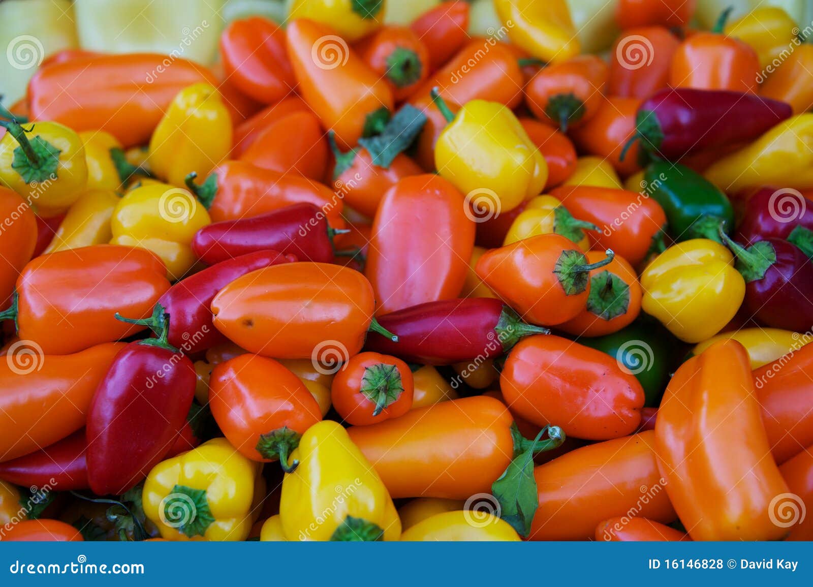 Fresh Habanero peppers stock photo. Image of color, eating 16146828