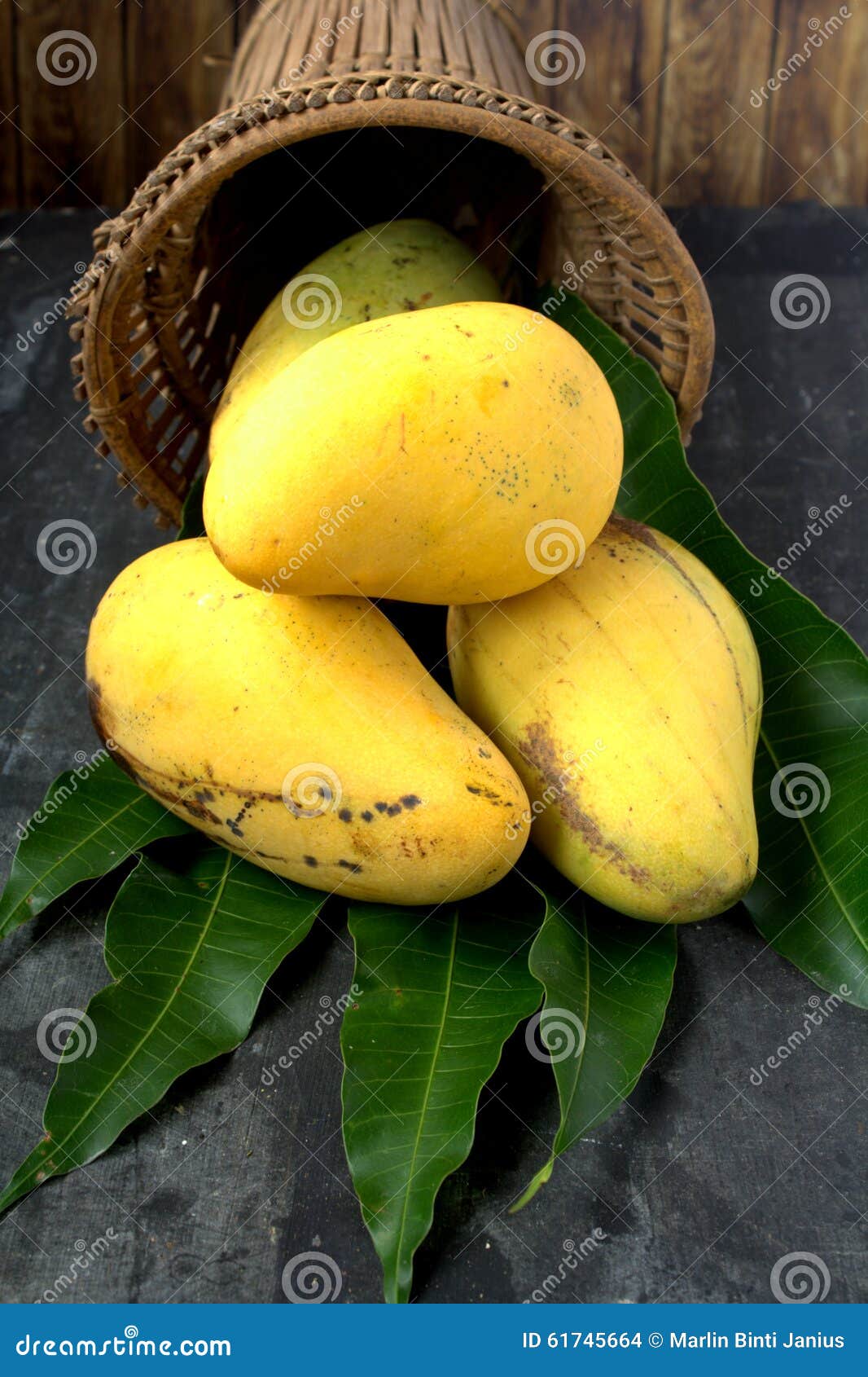 Fresh harvest mango stock photo. Image of colour, agriculture 61745664