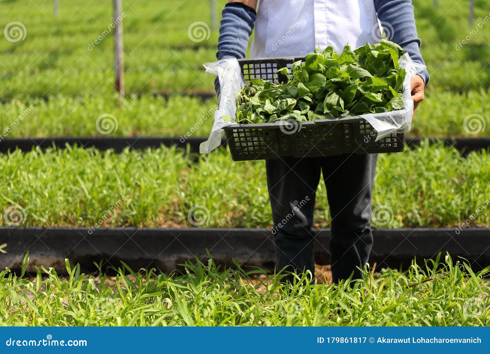 Fresh Harvest Vegetable from Organic Farm Ready for Delivery Stock Image Image of farmer
